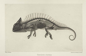 xray image of chamaeleon