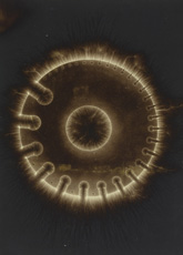 electrograph of brass wire gauge