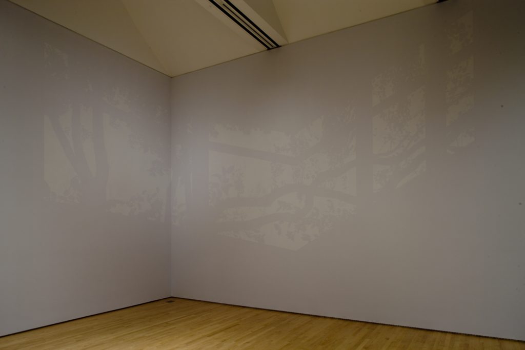 Leafy projections on a wall