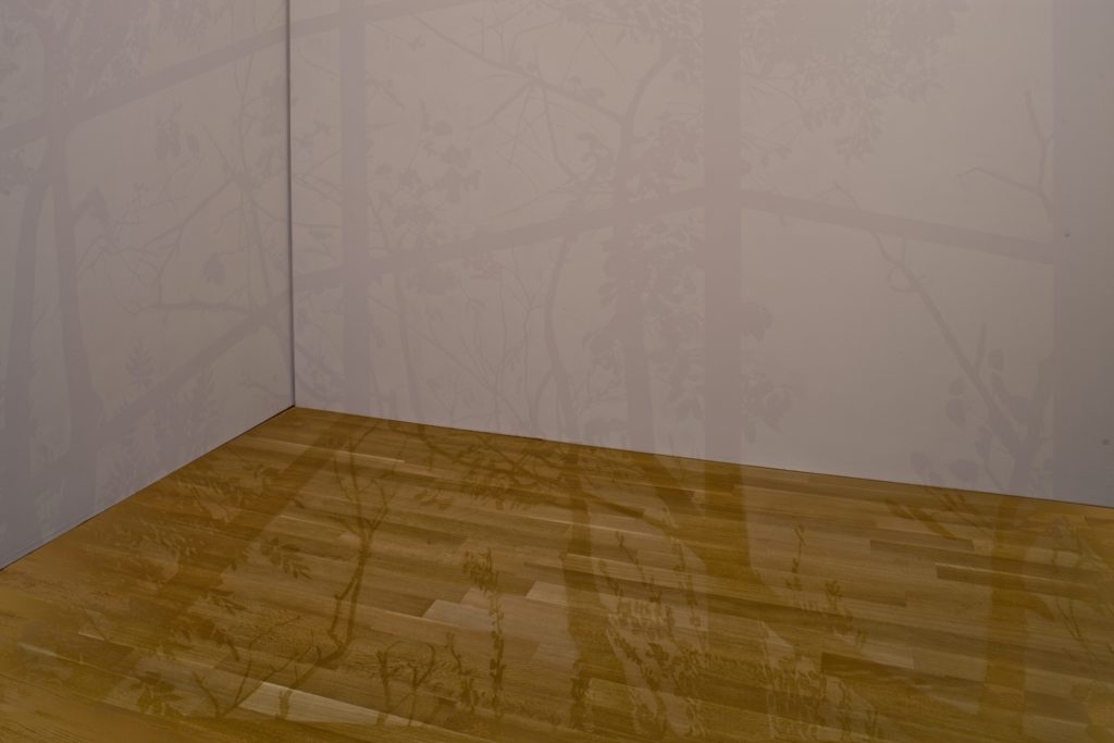 Leafy projections on the corner of a room