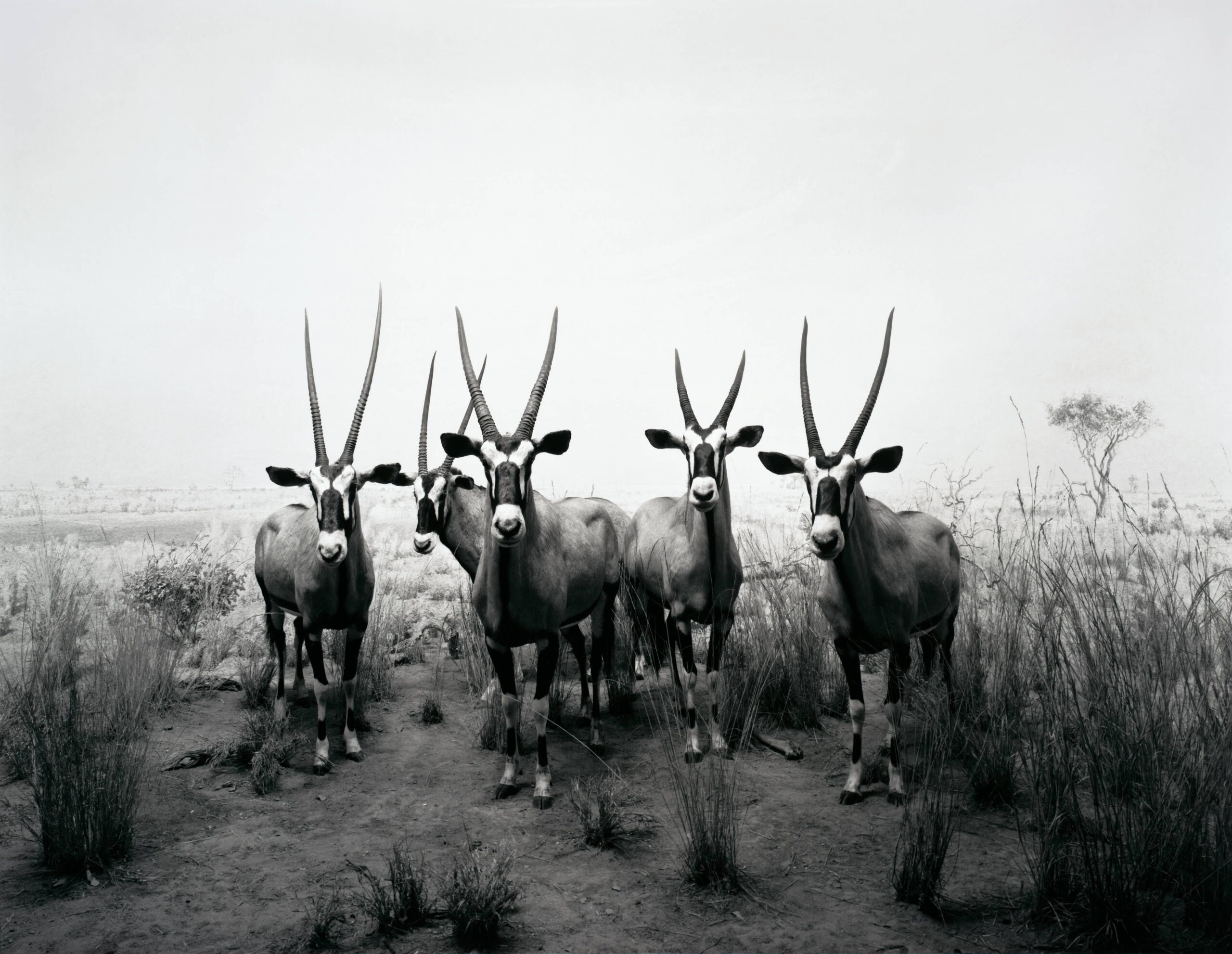 Hiroshi Sugimoto: Accelerated Buddha 杉本博司 サイン入り