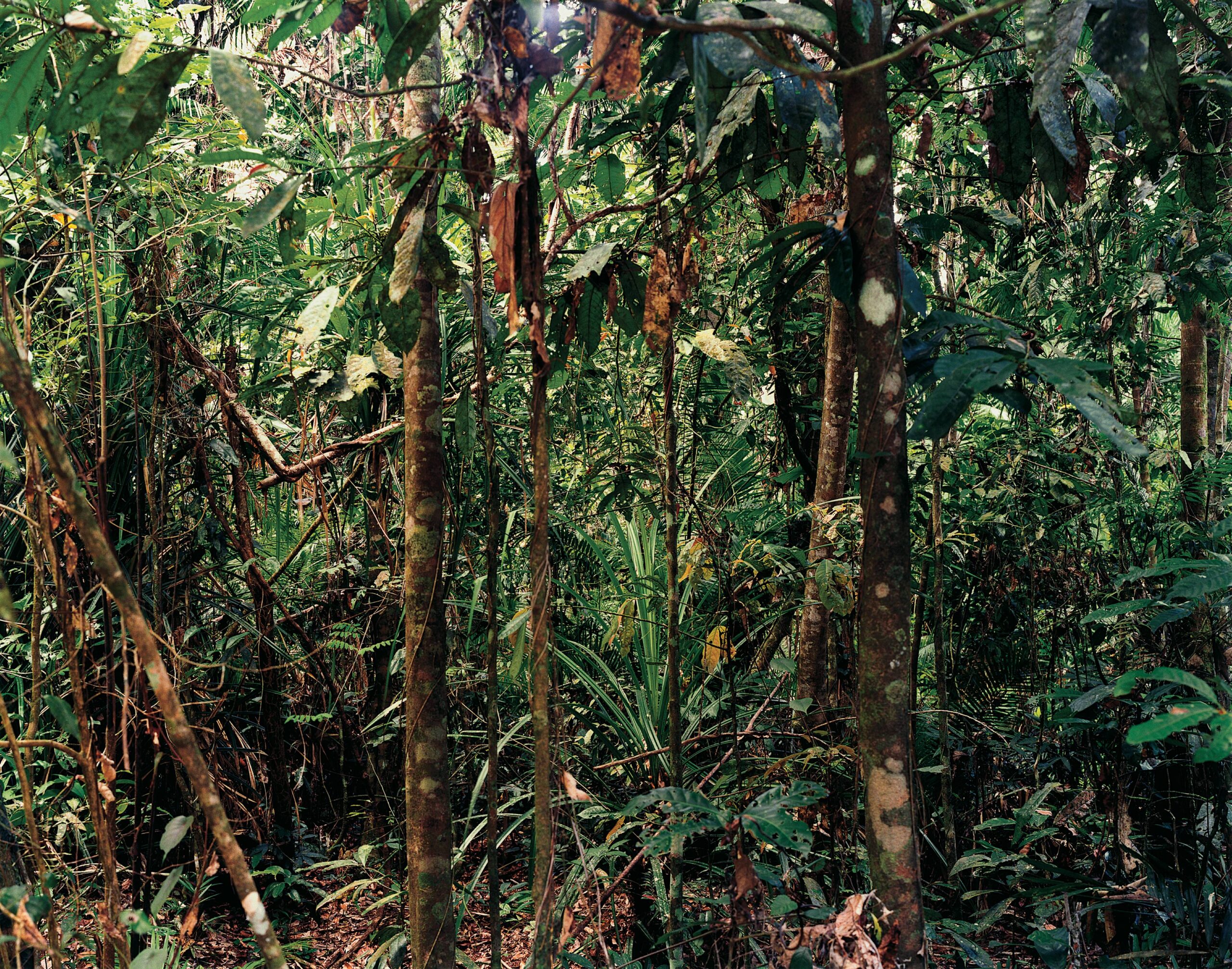 Thomas Struth, Paradise 4, Daintree, Australia, 1998, 1998 · SFMOMA