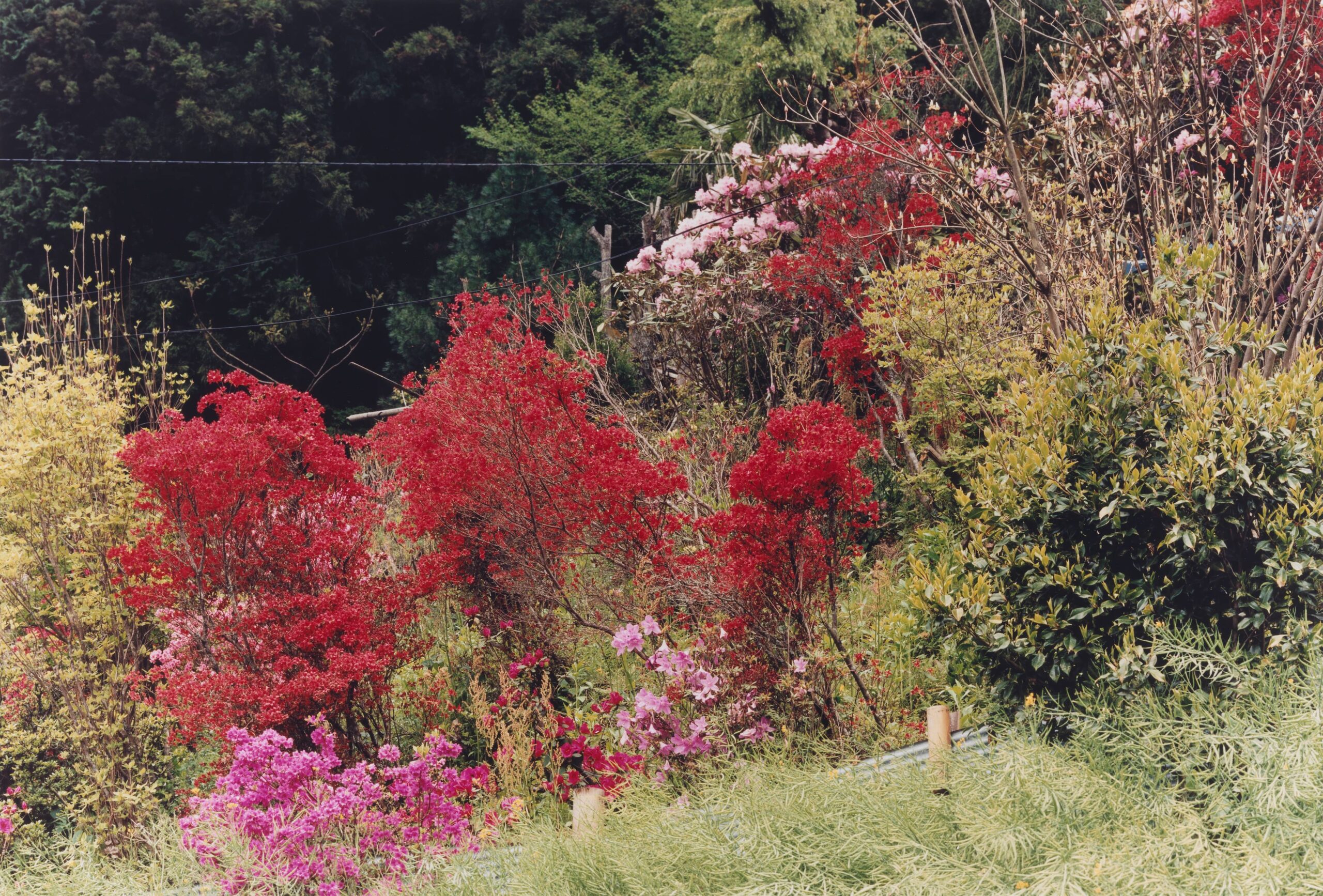 yoshiko-seino-a-garden-with-azaleas-ehime-from-the-series-the-sign