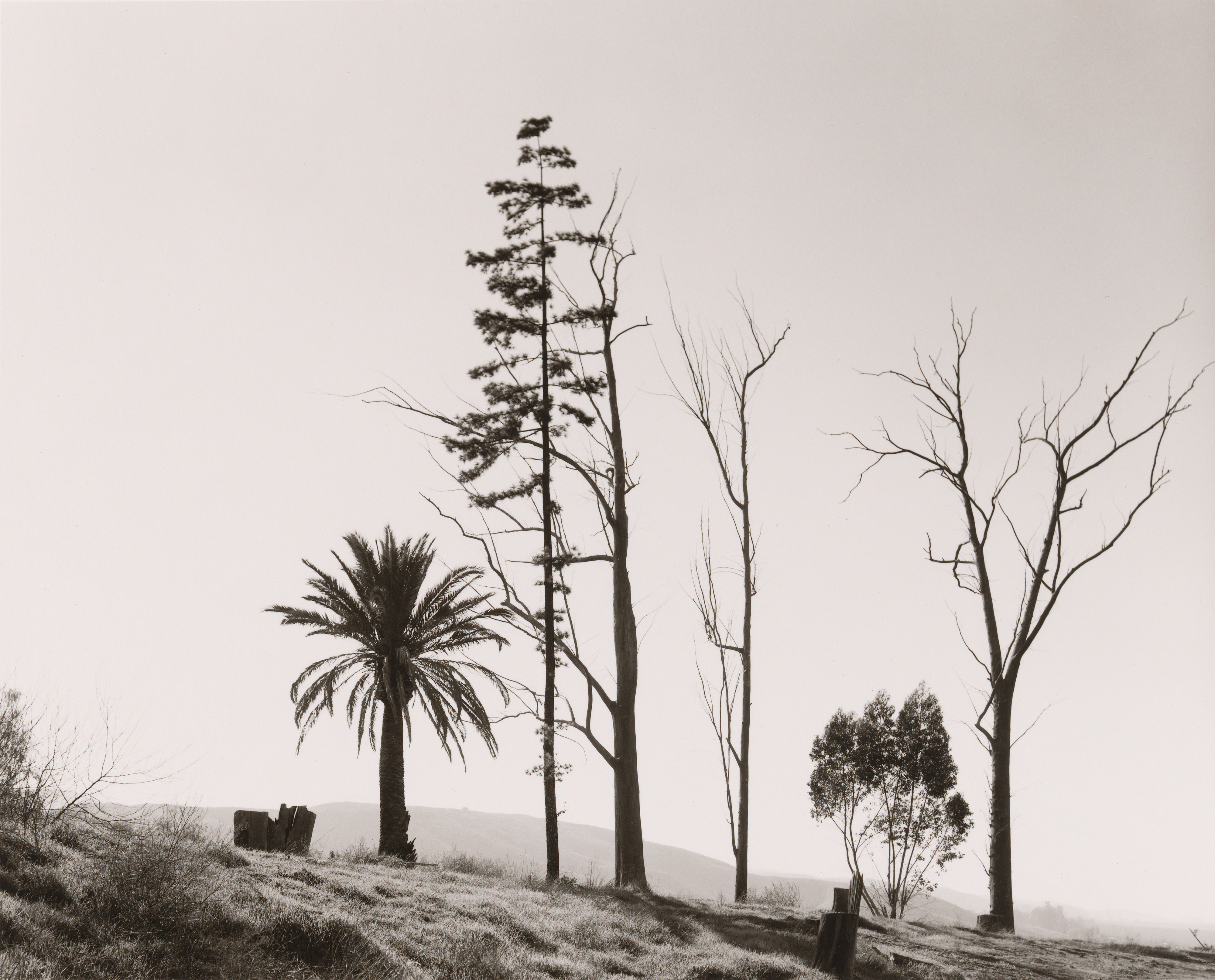 アート・デザイン・音楽 Tree Line by Robert Adams The Hasselblad Robert Adams: Tree Line by Robert Adams