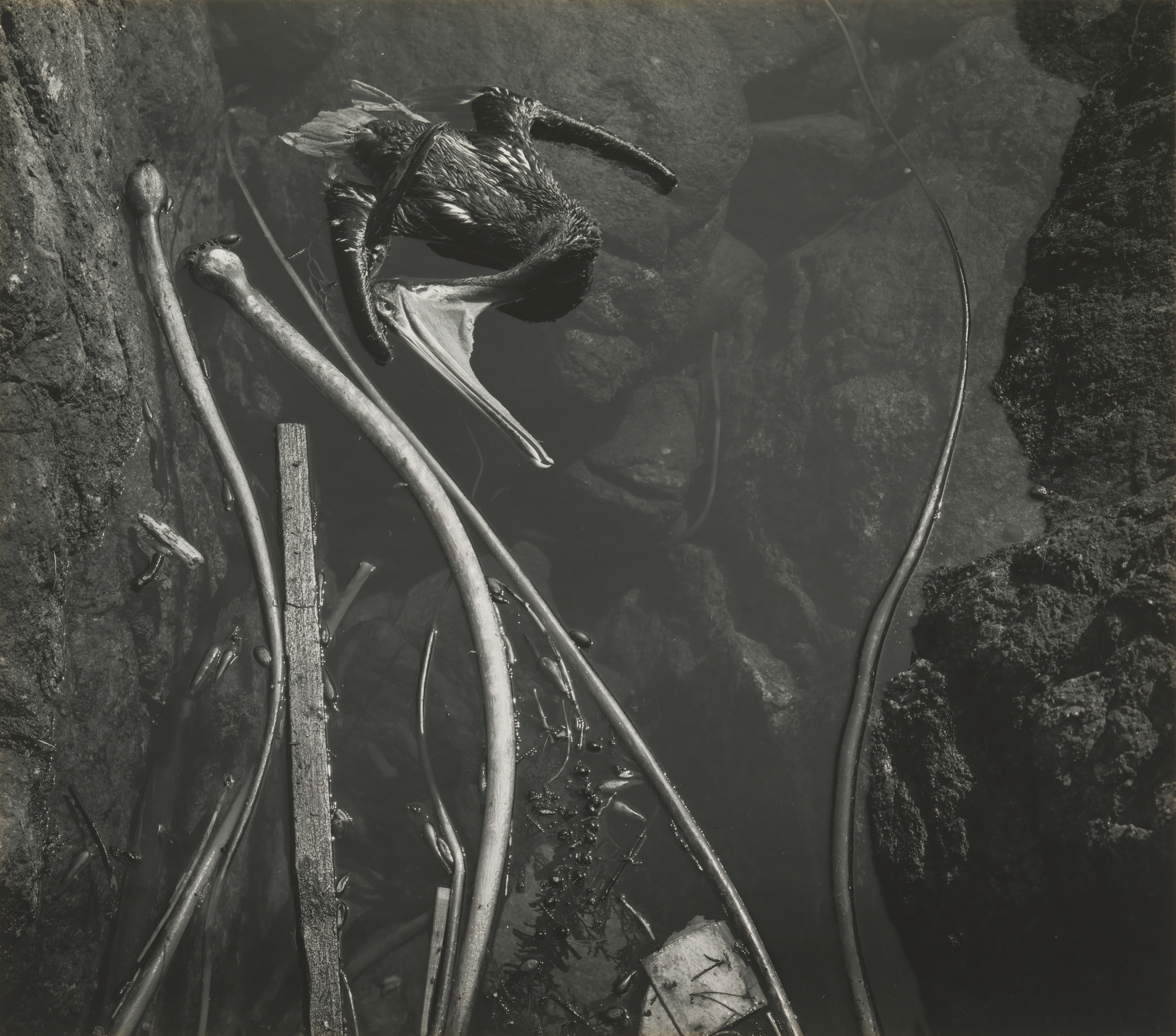 Edward Weston, Tide Pool, Point Lobos, 1945 · SFMOMA
