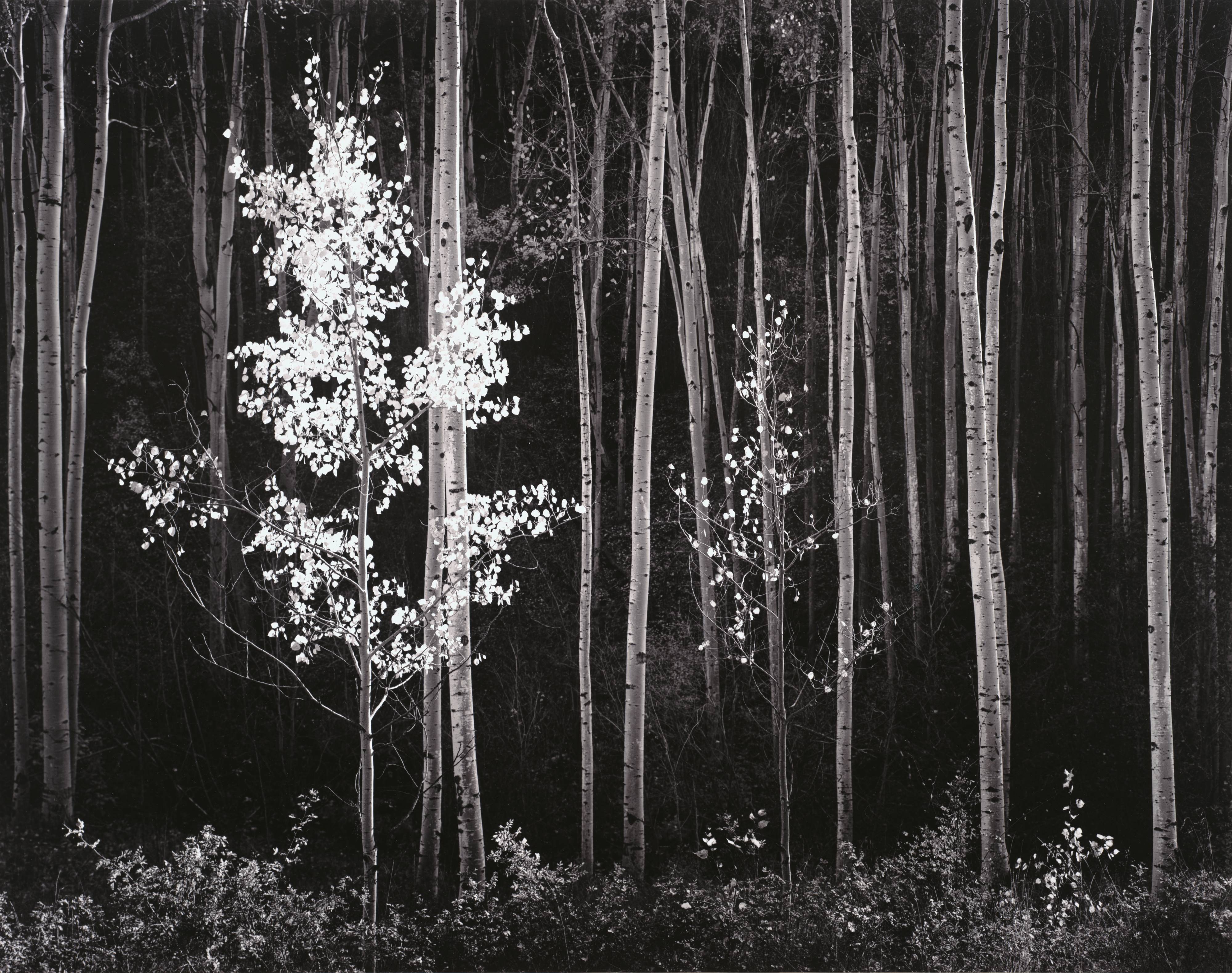 Ansel Adams, Aspens, Northern New Mexico, 1958; printed ca