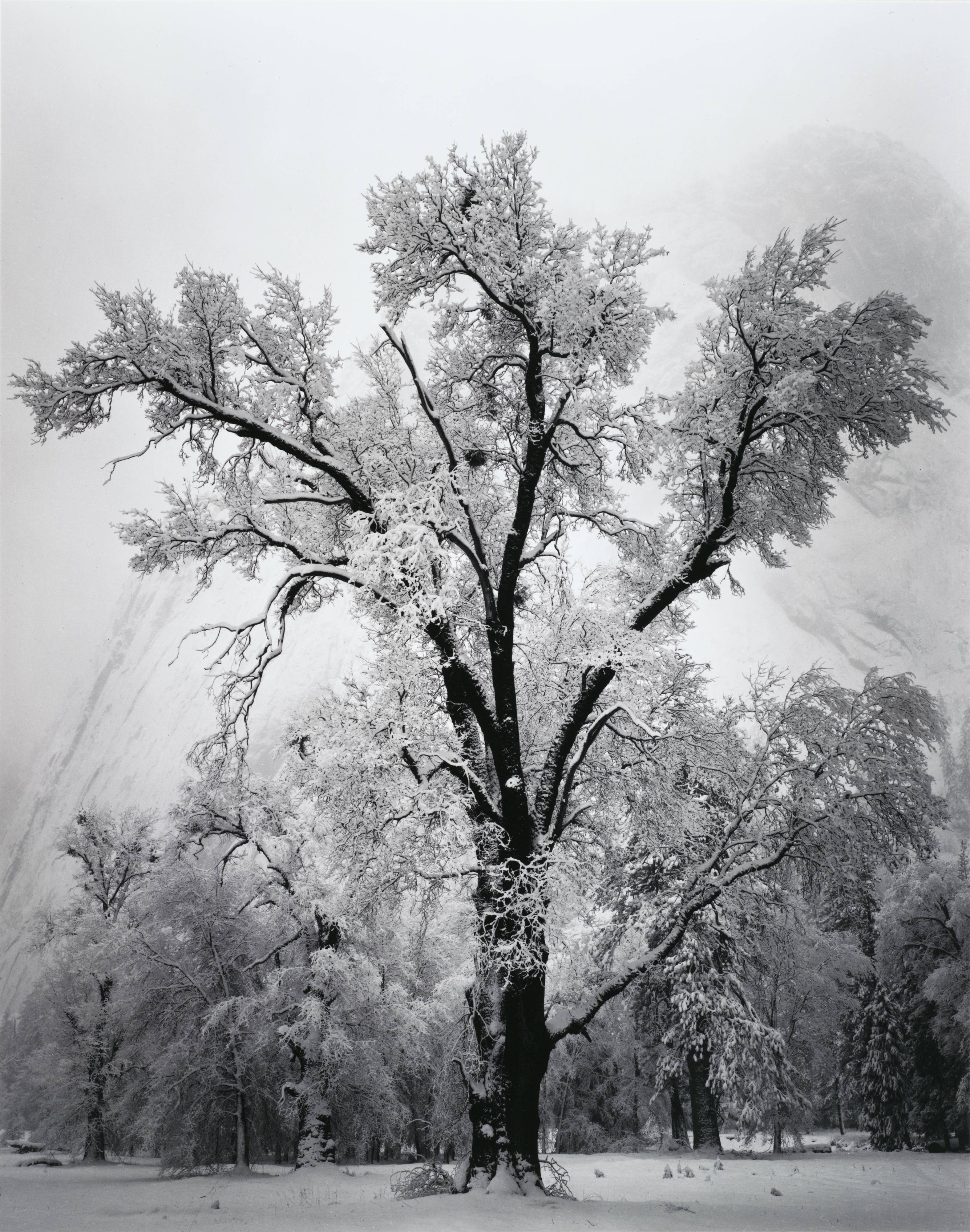 Ansel Adams, Oak Tree, Snow Storm, Yosemite, from Portfolio