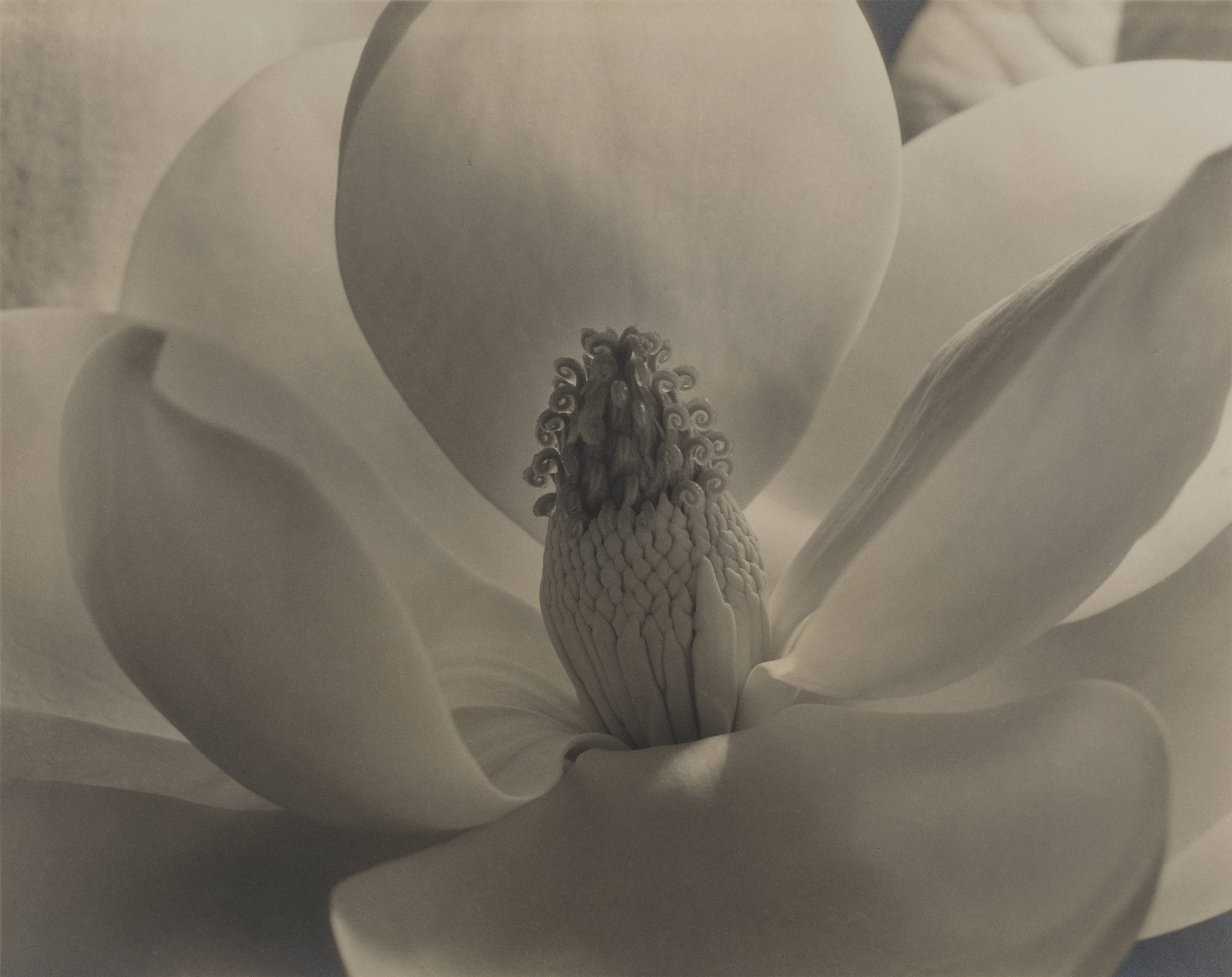 Magnolia Blossom SFMOMA