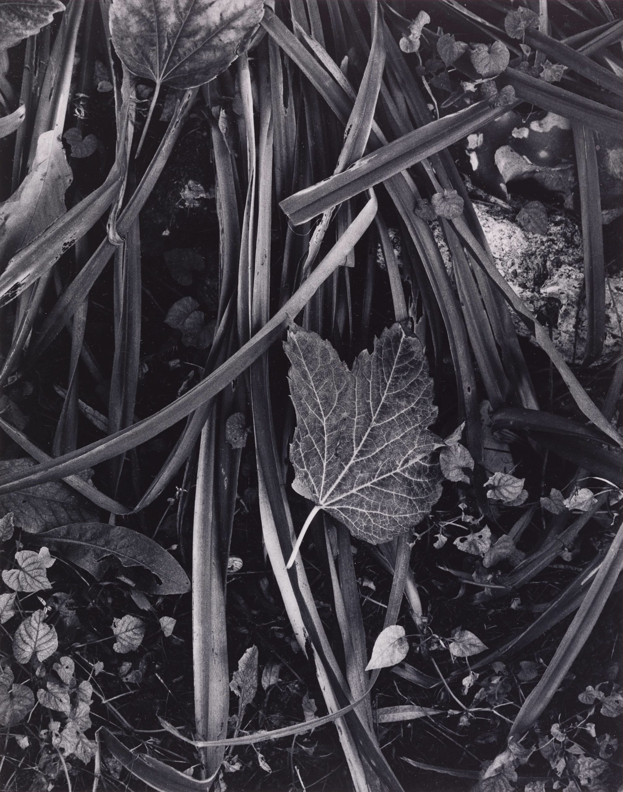 Paul Strand, Fall in Movement, Orgeval, France, from Paul Strand ...