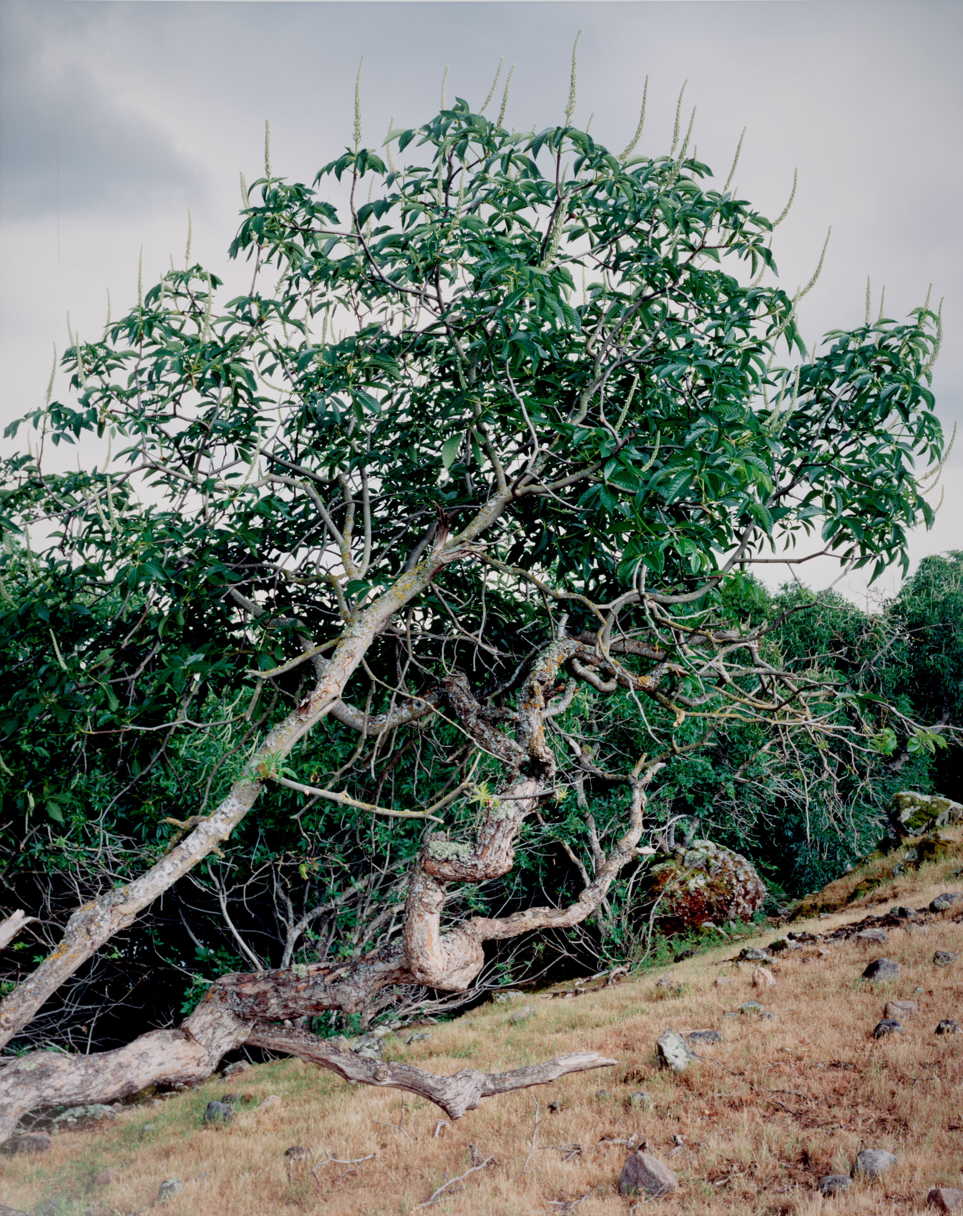 Buckeye Tree, Cosumnes River Preserve, California