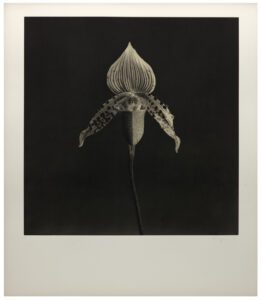 Robert Mapplethorpe · SFMOMA